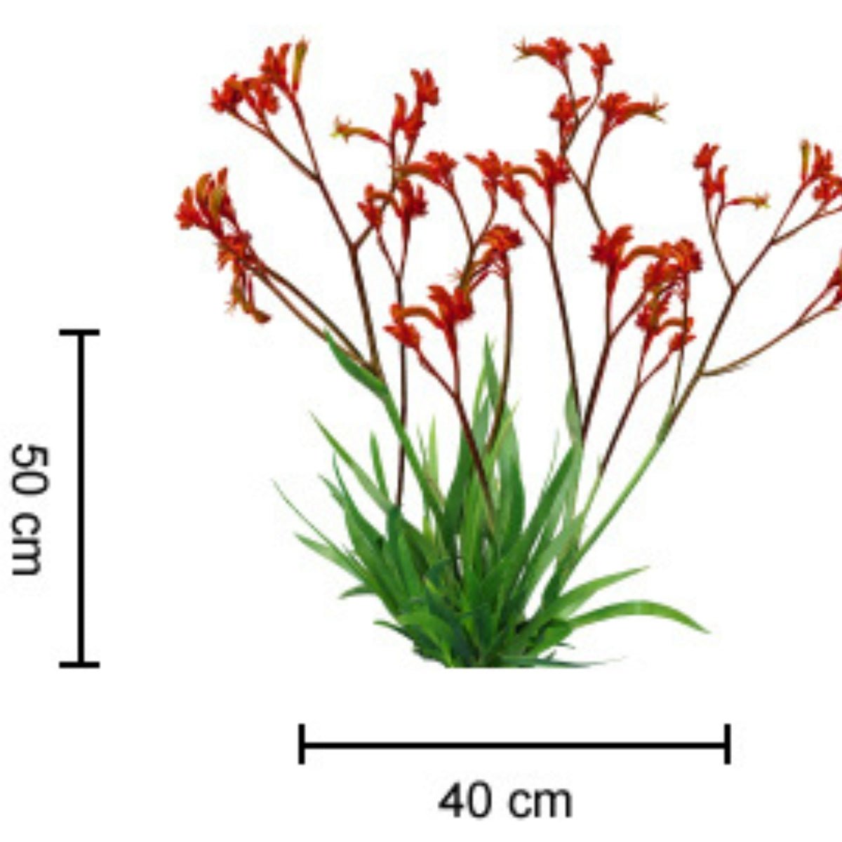 Kangaroo Paw &