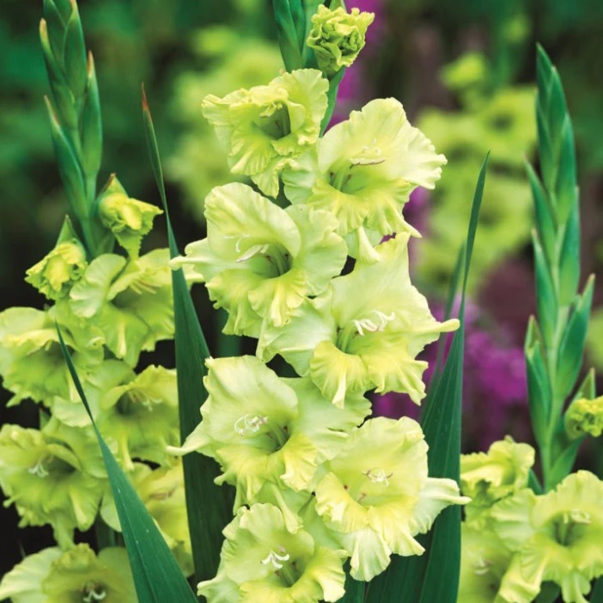Kio - Gladioli - Bulb - Gladiolus Grandiflorus – Striking Green Spikes - Oldboy&