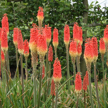 Kniphofia praecox | Red Hot Poker | 50mm Pot - Oldboy&