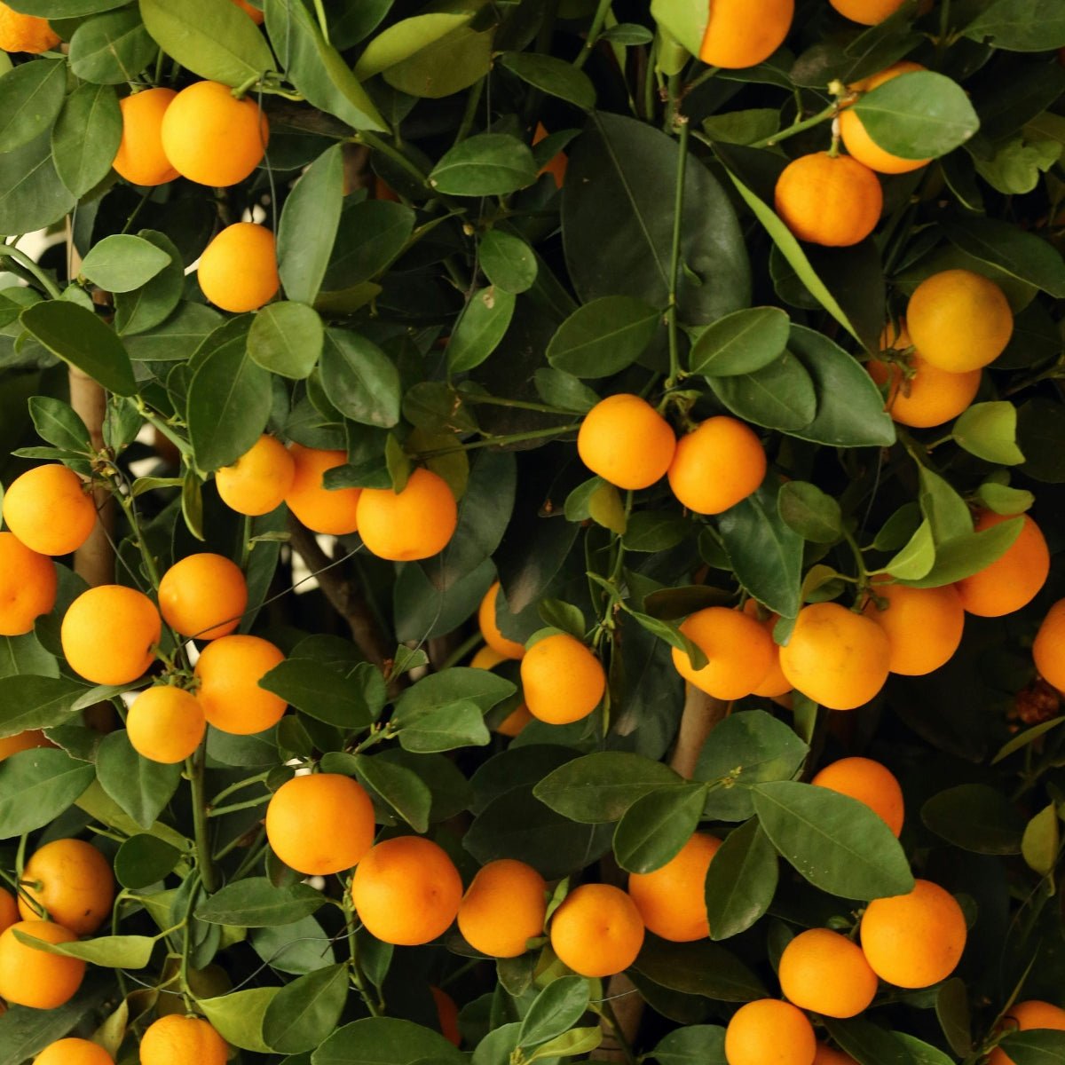 Kumquat Citrus Tree | Compact Evergreen Fruiting Citrus - Oldboy&