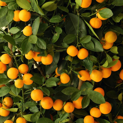 Kumquat Citrus Tree | Compact Evergreen Fruiting Citrus - Oldboy&