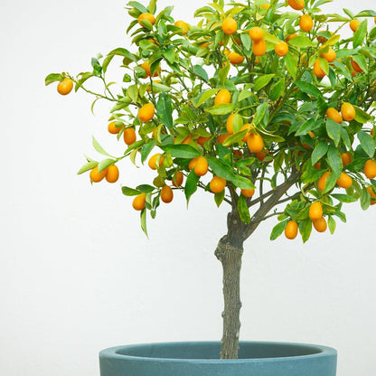 Kumquat Citrus Tree | Compact Evergreen Fruiting Citrus - Oldboy&