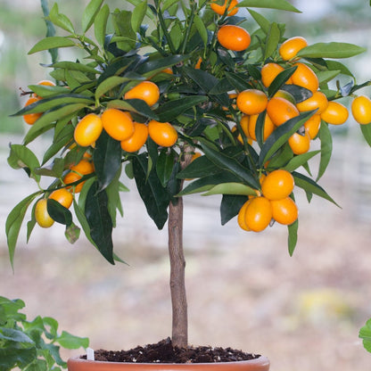 Kumquat Citrus Tree | Compact Evergreen Fruiting Citrus - Oldboy&