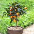 Kumquat Citrus Tree | Compact Evergreen Fruiting Citrus - Oldboy&