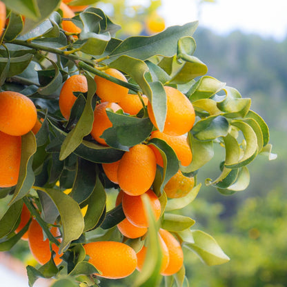 Kumquat Citrus Tree | Compact Evergreen Fruiting Citrus - Oldboy&