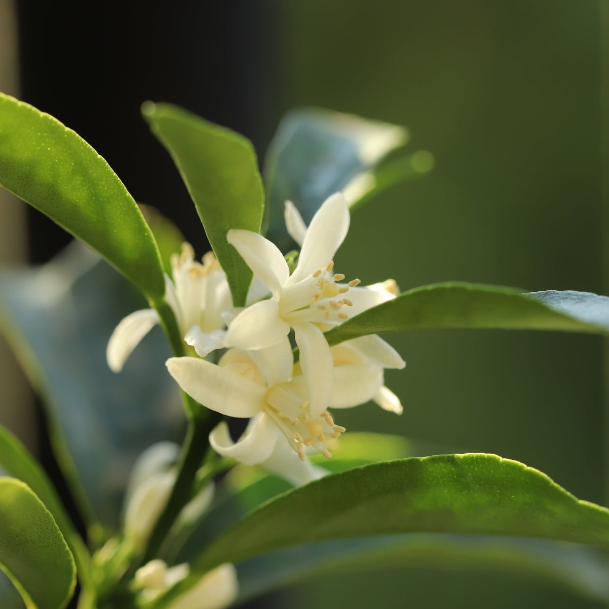 Kumquat Citrus Tree | Compact Evergreen Fruiting Citrus - Oldboy&