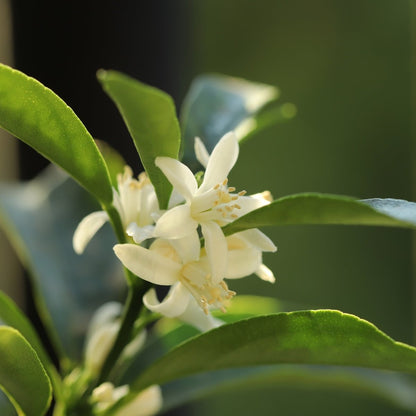 Kumquat Citrus Tree | Compact Evergreen Fruiting Citrus - Oldboy&