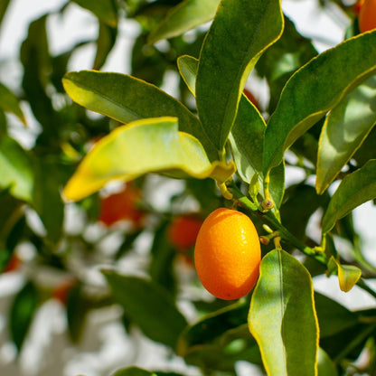 Kumquat Citrus Tree | Compact Evergreen Fruiting Citrus - Oldboy&