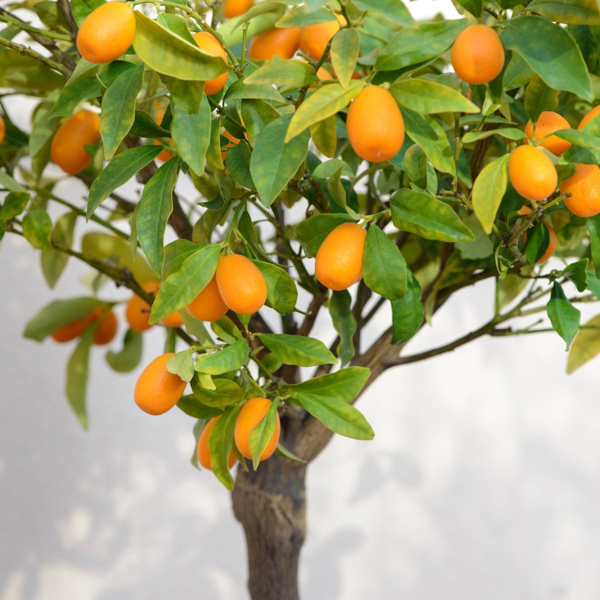 Kumquat Citrus Tree | Compact Evergreen Fruiting Citrus - Oldboy&