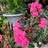 Lagerstroemia indica × L. fauriei ‘Sioux’ Crepe Myrtle – 75mm Pot - Oldboy&