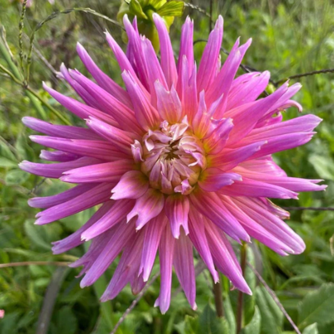 Lavender Frills Dahlia Dry Bulb — Lavender Pink &amp; Gold Cactus Blooms 🌸 - Oldboy&