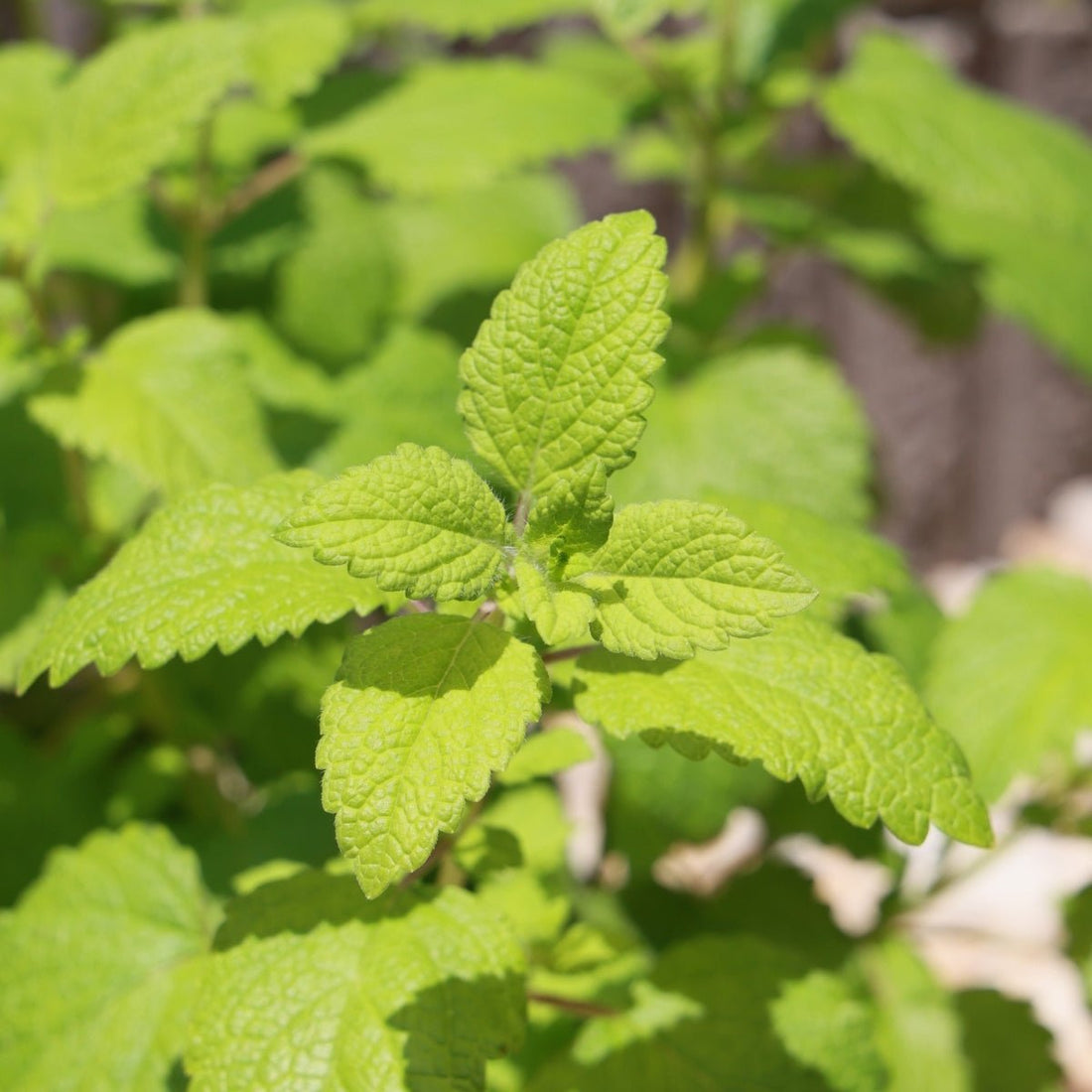Lemon Balm Seeds (Melissa officinalis) – Fragrant Culinary Herb for Tea, Herb Gardens &amp; Pollinator - Friendly Planting - Oldboy&
