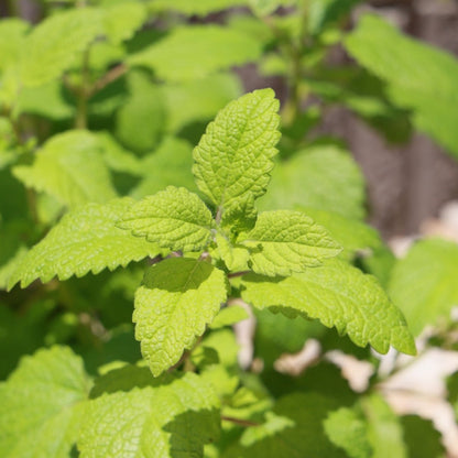 Lemon Balm Seeds (Melissa officinalis) – Fragrant Culinary Herb for Tea, Herb Gardens &amp; Pollinator - Friendly Planting - Oldboy&