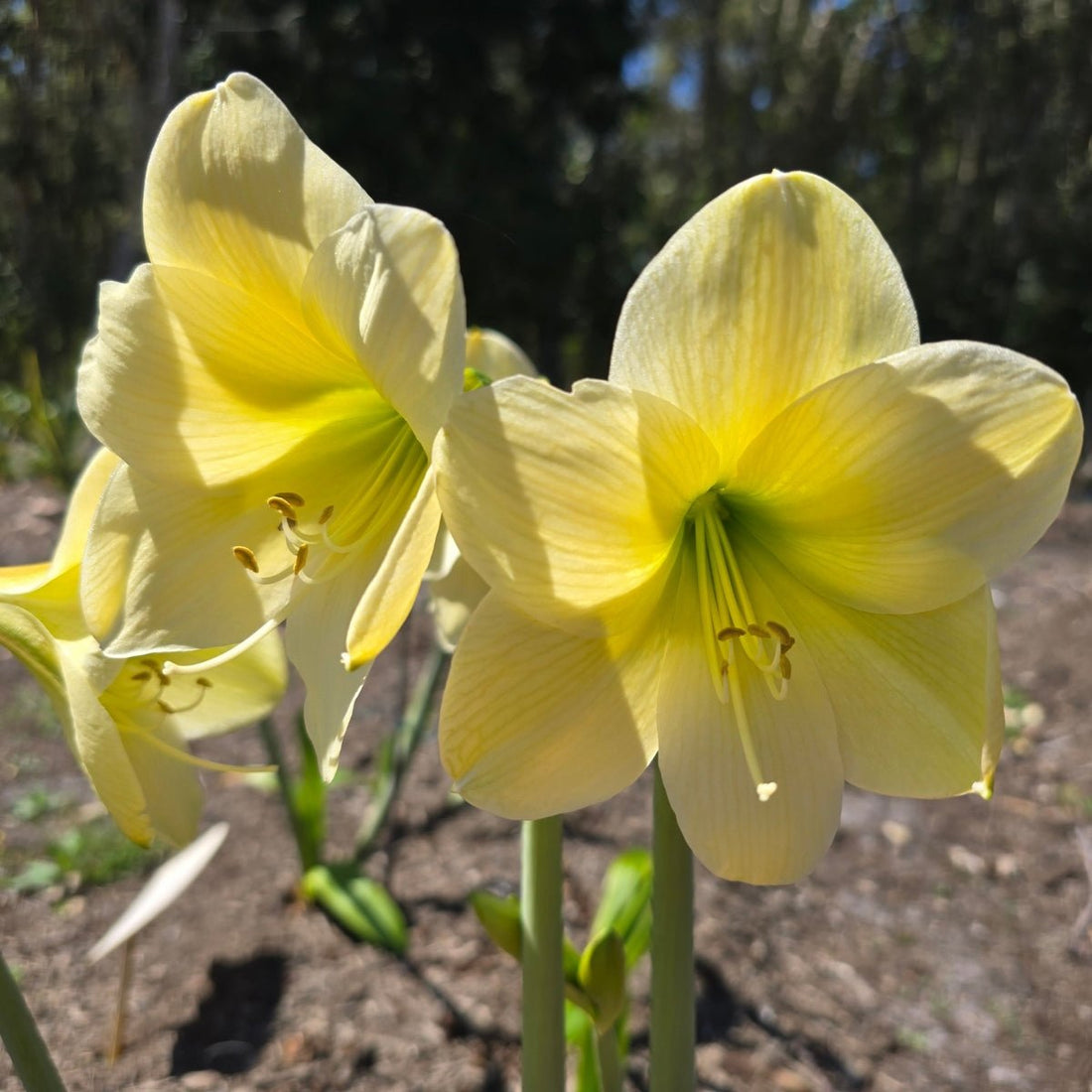 Lemon Sorbet - Hippeastrums | Amaryllis - Oldboy&