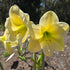 Lemon Sorbet - Hippeastrums | Amaryllis - Oldboy&