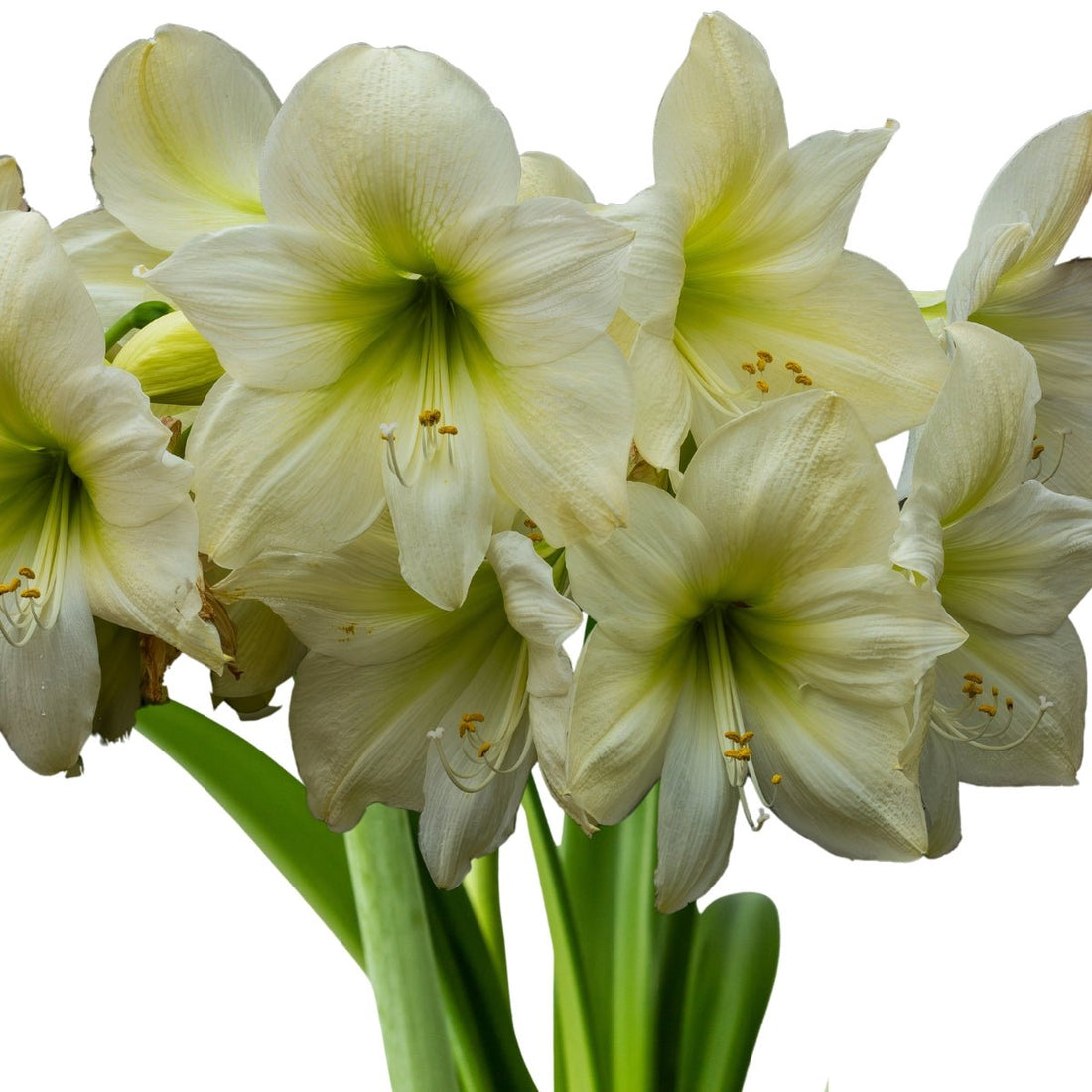 Lemon Star Hippeastrum Bulb | Amaryllis – Lemon-Green Blooms with Apple-Green Centre - Oldboy&