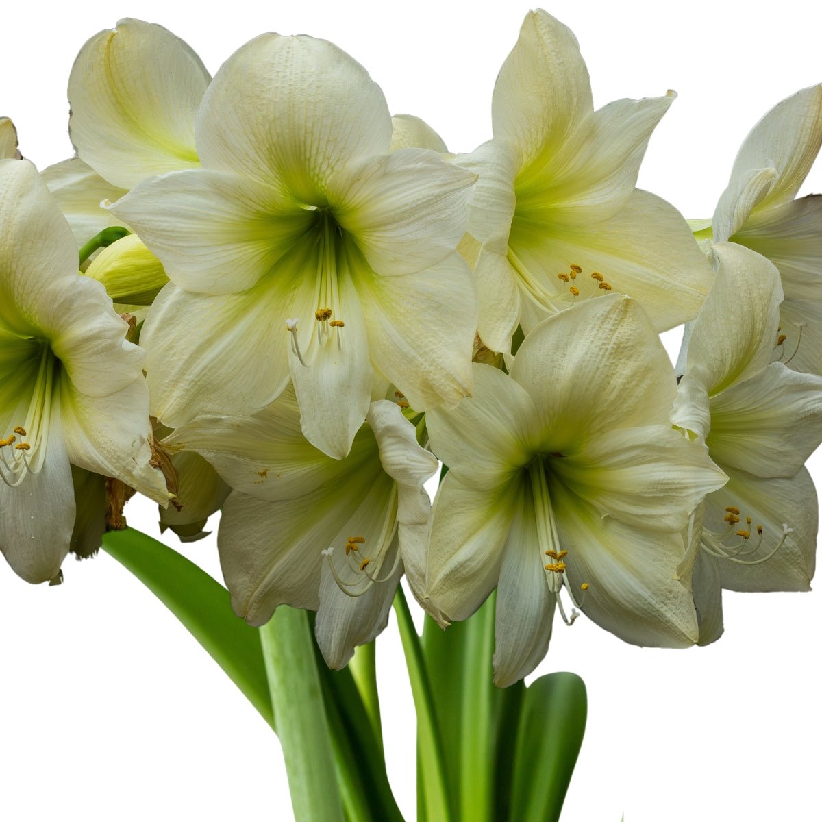 Lemon Star Hippeastrum Bulb | Amaryllis – Lemon-Green Blooms with Apple-Green Centre - Oldboy&