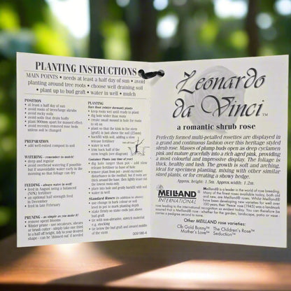 Leonardo da Vinci® – Premium - Floribunda Rose by Meilland - Oldboy&