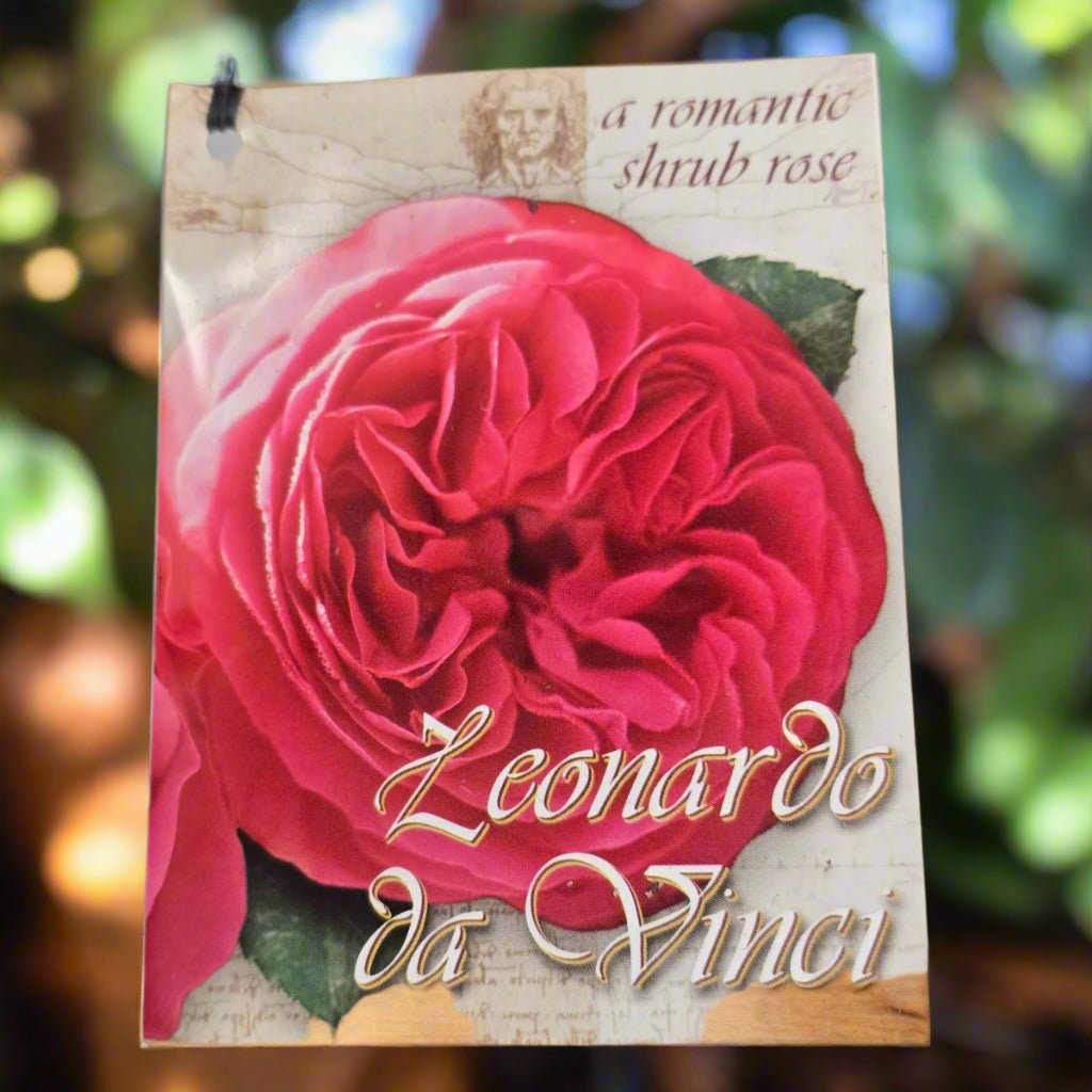 Leonardo da Vinci® – Premium - Floribunda Rose by Meilland - Oldboy&