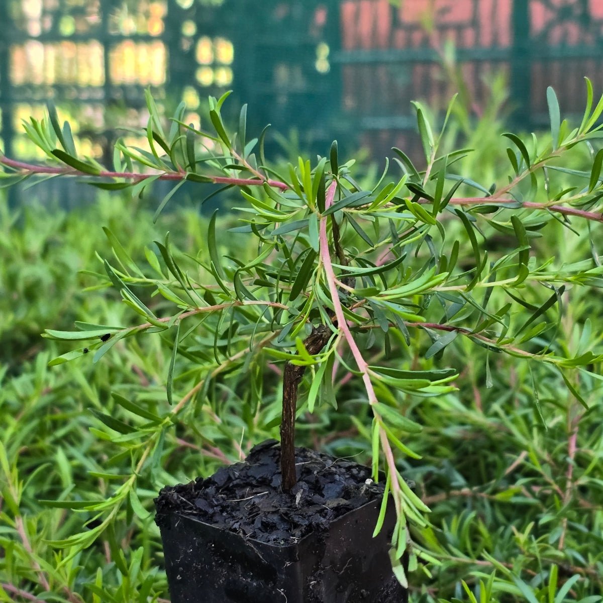 Leptospermum ‘Pacific Beauty’ Tube Stock | White-Flowering Native Tea Tree - Oldboy&