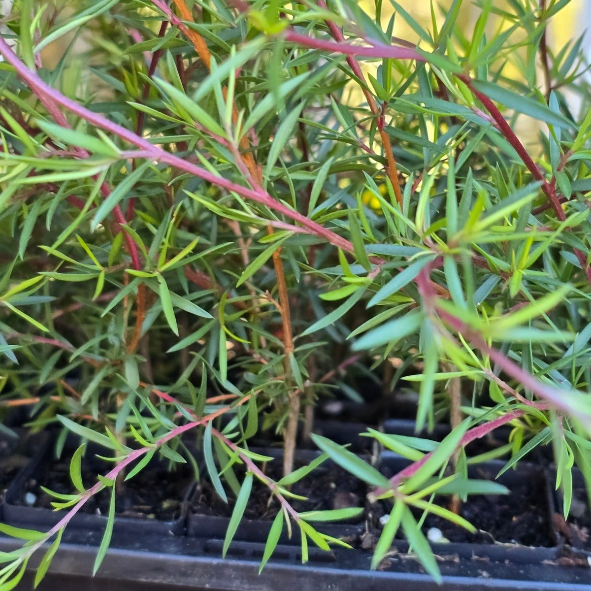 Leptospermum scoparium &
