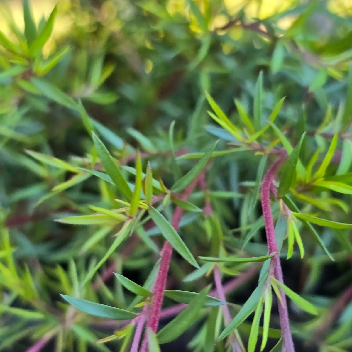 Leptospermum scoparium &