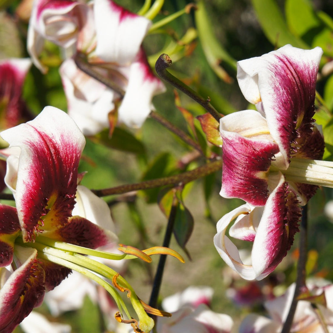 Leslie Woodriff - Oriental Trumpet Lily Bulb – Lilium Hybrid - Oldboy&