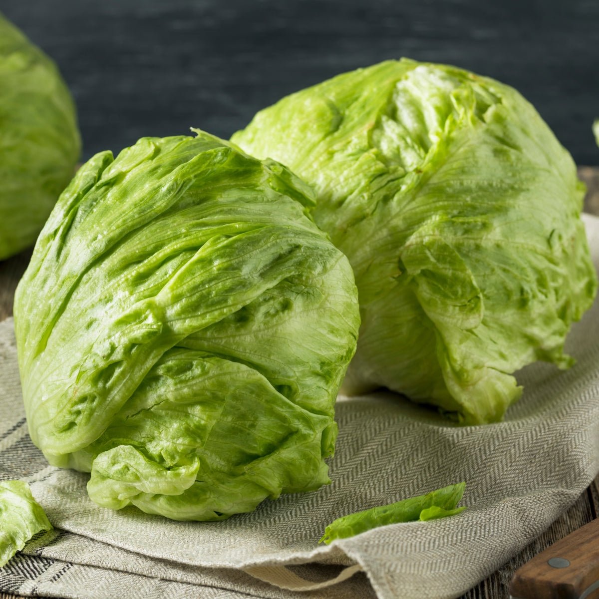 Lettuce Great Lakes (Iceberg) Seeds (Lactuca sativa) - Oldboy&