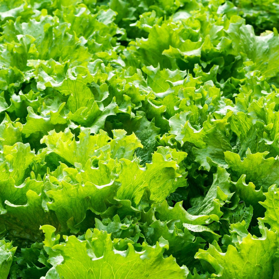 Lettuce Great Lakes (Iceberg) Seeds (Lactuca sativa) - Oldboy&