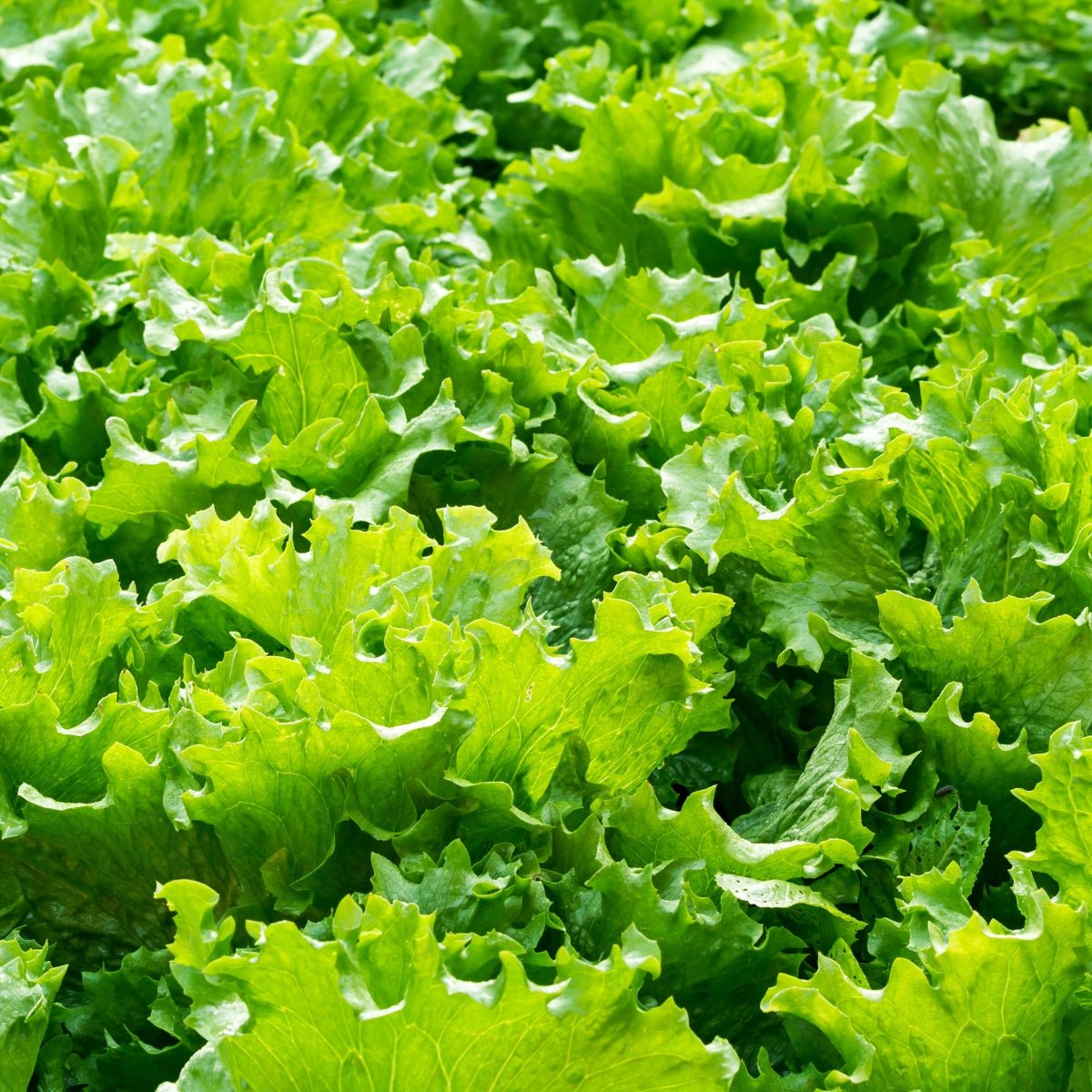 Lettuce Great Lakes (Iceberg) Seeds (Lactuca sativa) - Oldboy&