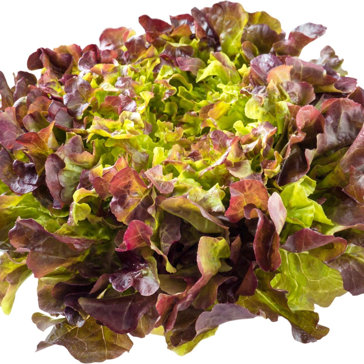 Lettuce Loose Leaf Mix Seeds (Lactuca sativa) NO WA - Oldboy&