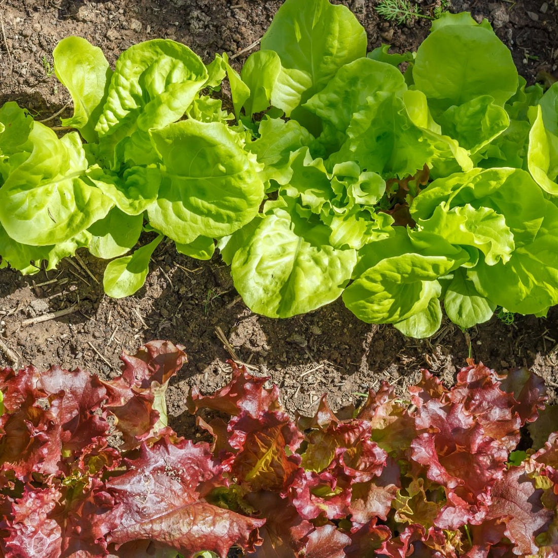 Lettuce Loose Leaf Mix Seeds (Lactuca sativa) NO WA - Oldboy&