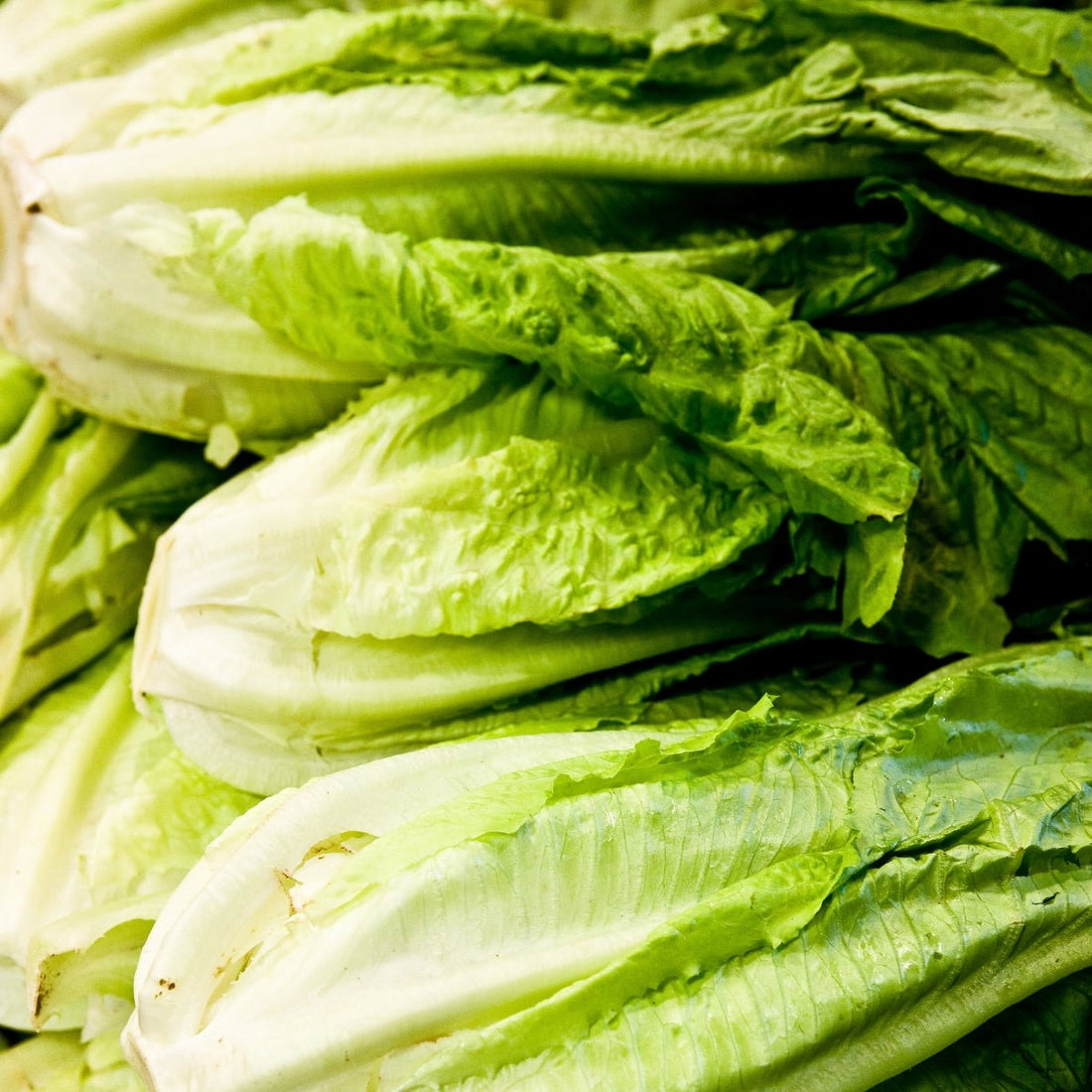 Lettuce Romaine Little Caesar Seeds (Lactuca sativa) - Oldboy&