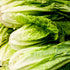 Lettuce Romaine Little Caesar Seeds (Lactuca sativa) - Oldboy&