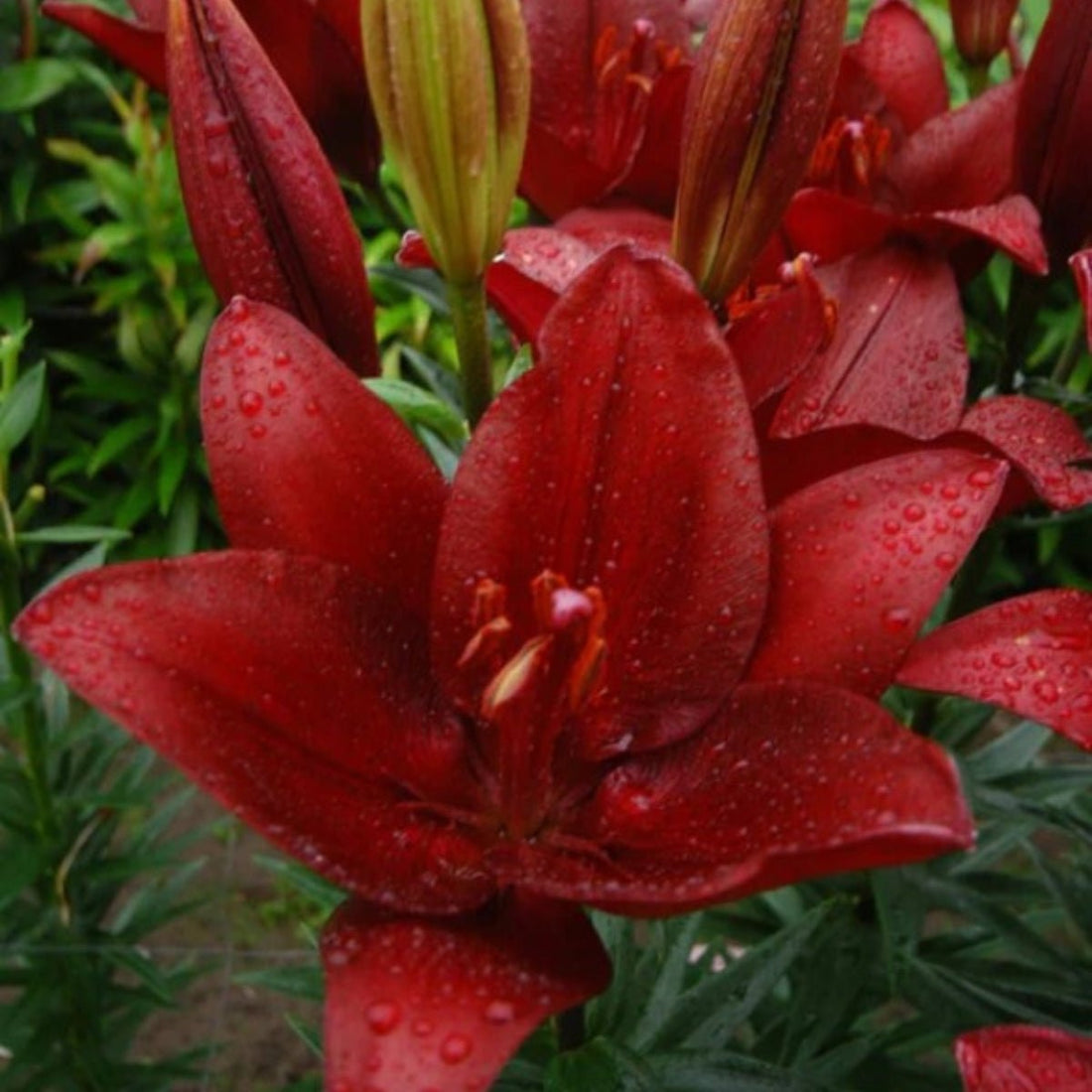 ‘Forza Red’ – Deep Red LA Hybrid Lilium Bulbs – Bold, Upfacing Blooms