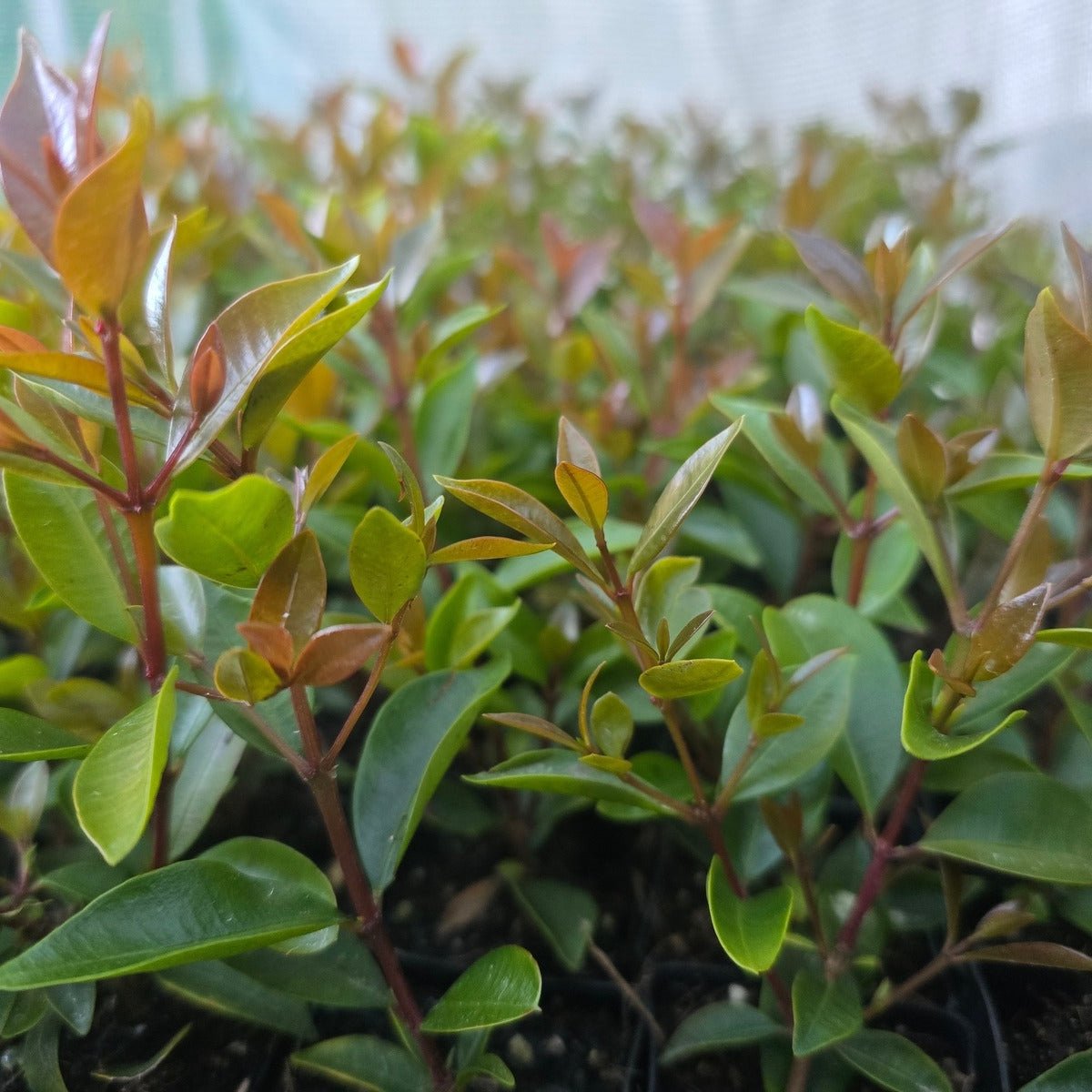 Lilly Pilly ‘Baby Boomer’ (Syzygium australe) – 50mm Pot - Oldboy&
