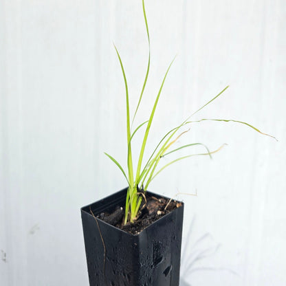 Lomandra longifolia Seedling | Native Mat Rush | 50mm Pot - Oldboy&