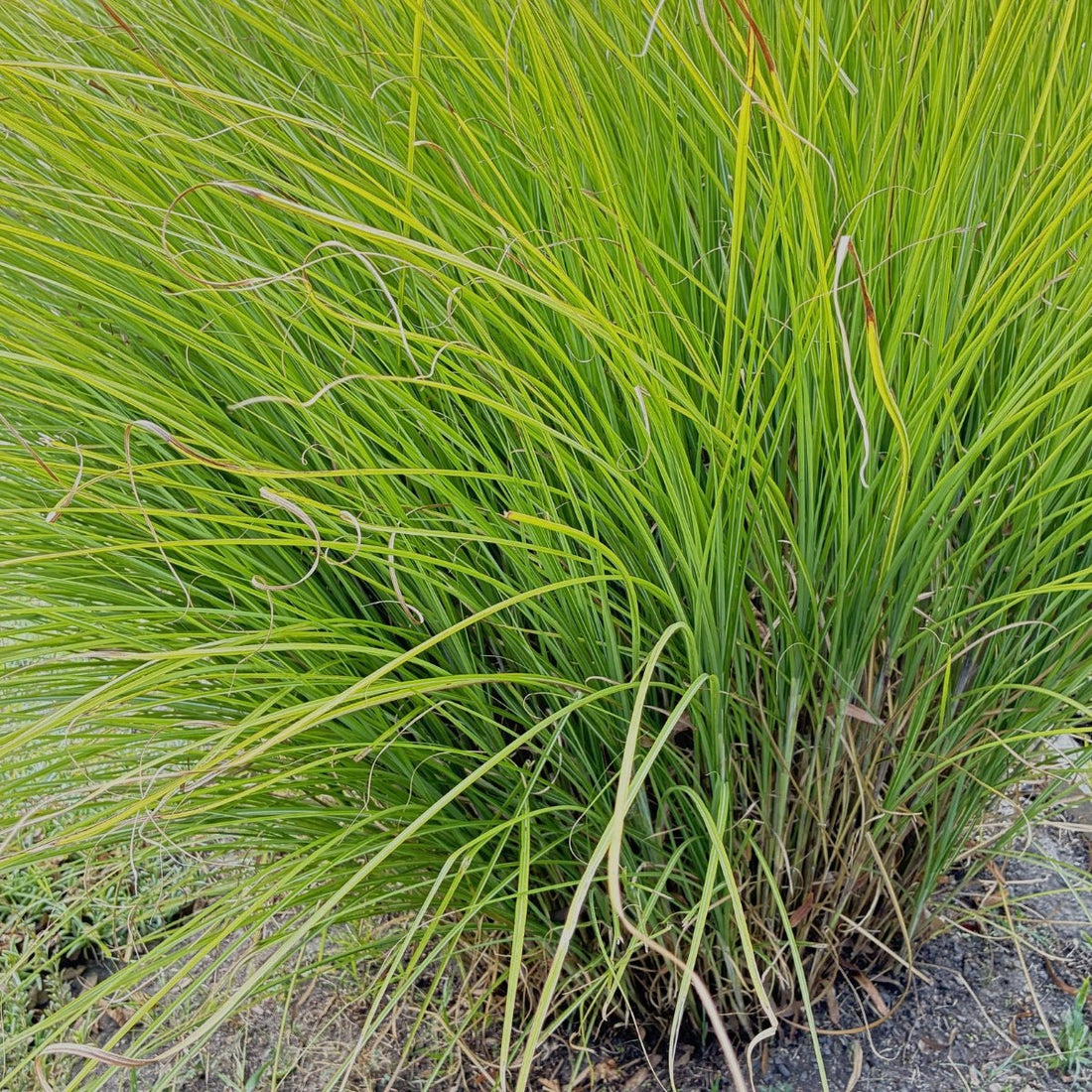 Lomandra longifolia Seedling | Native Mat Rush | 50mm Pot - Oldboy&