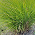 Lomandra longifolia Seedling | Native Mat Rush | 50mm Pot - Oldboy&
