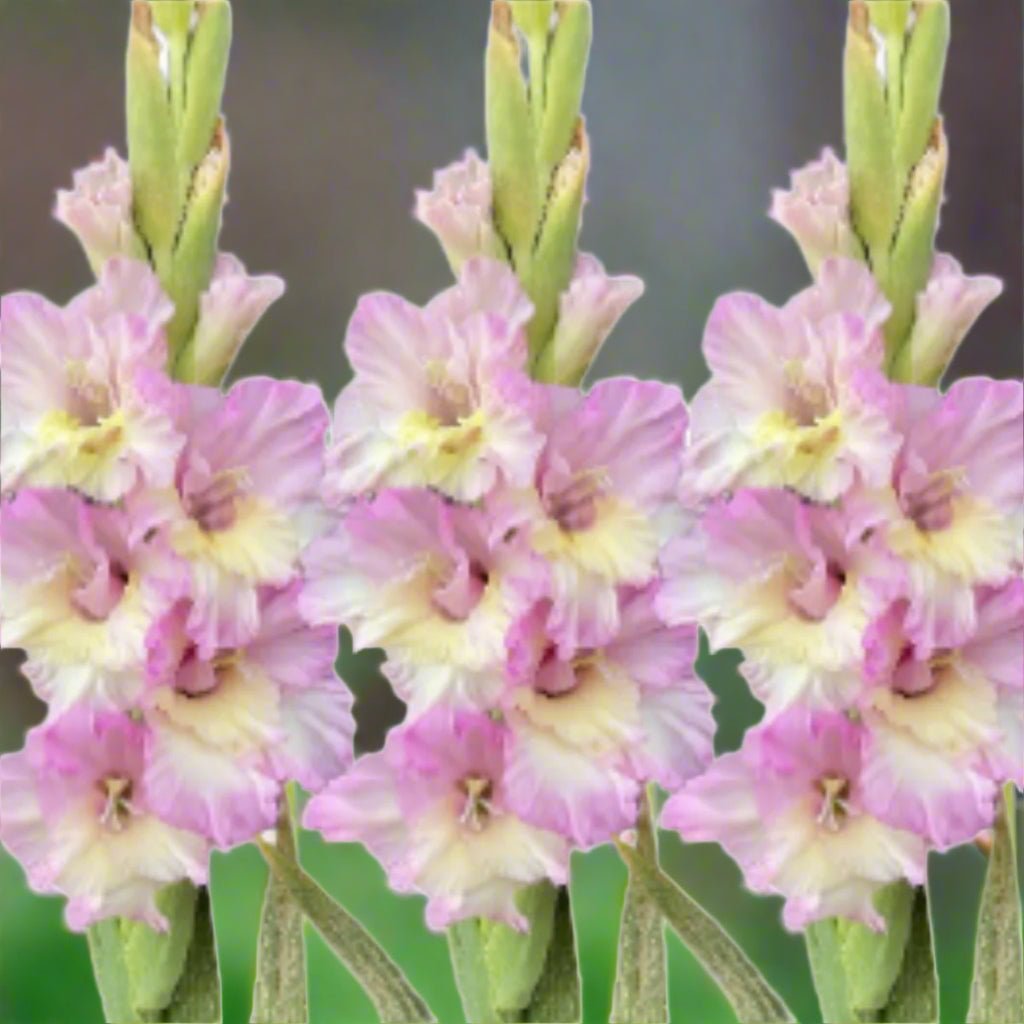 Magenta Princess - Gladioli - Bulb - Gladiolus Grandiflorus – Elegant Pink and Cream Blooms - Oldboy&