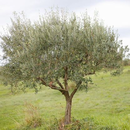 Manzanillo Olive Tree | Olea europaea ‘Manzanillo’ - Oldboy&