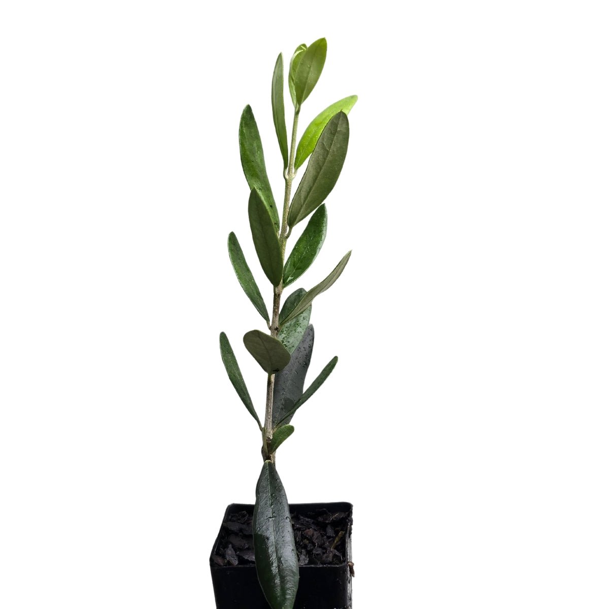 Manzanillo Olive Tree | Olea europaea ‘Manzanillo’ - Oldboy&