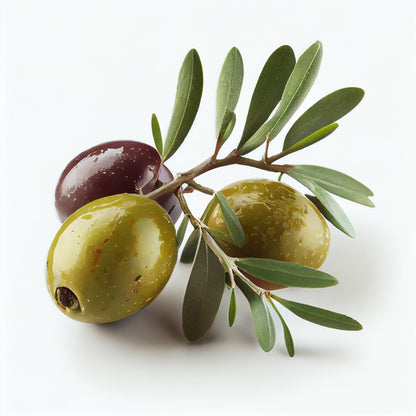 Manzanillo Olive Tree | Olea europaea ‘Manzanillo’ - Oldboy&