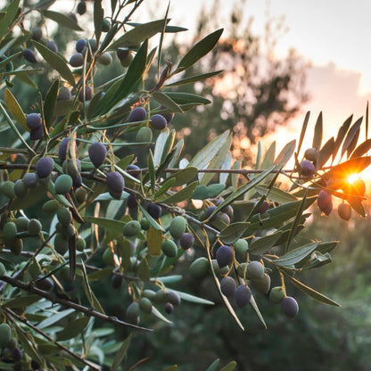 Manzanillo Olive Tree | Olea europaea ‘Manzanillo’ - Oldboy&