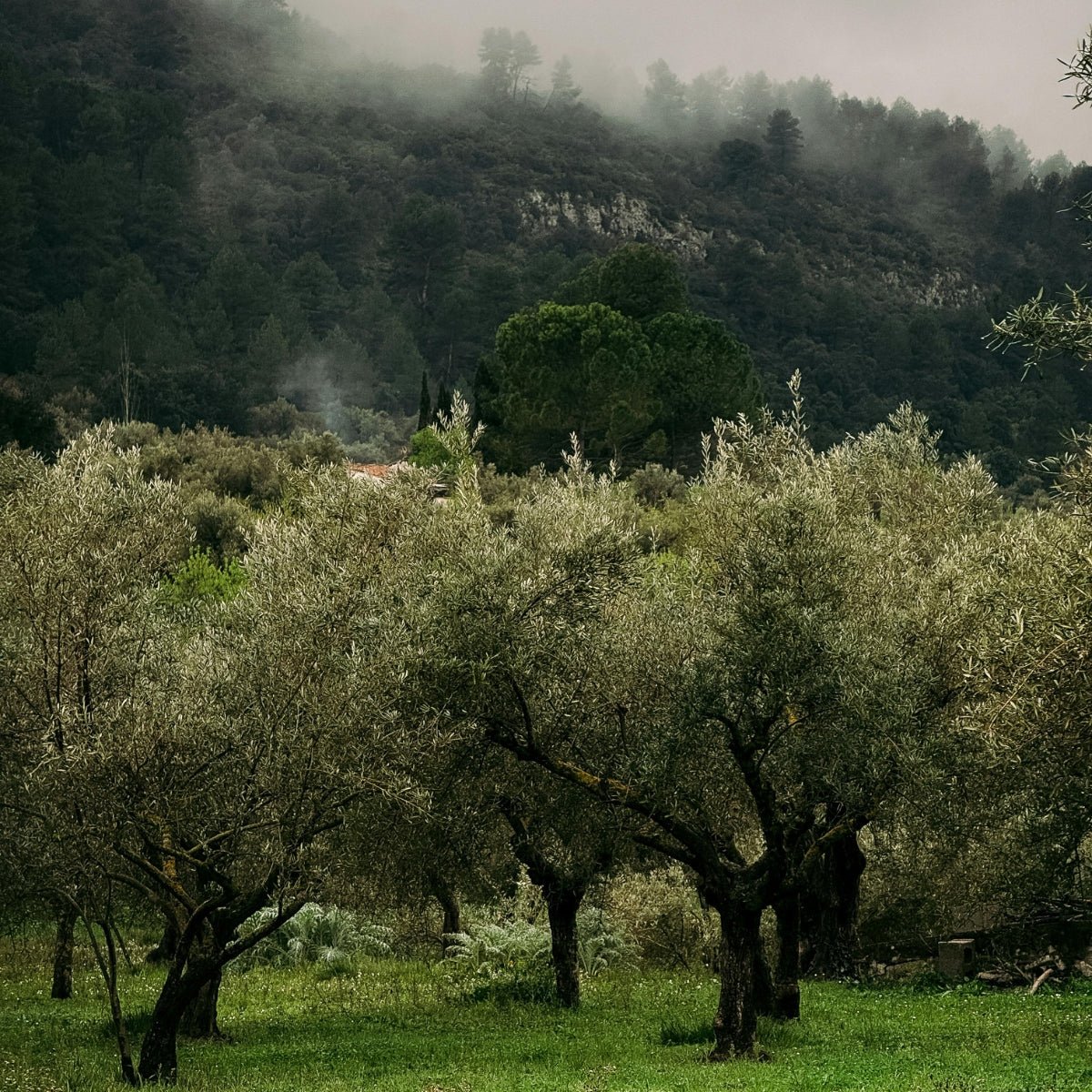 Manzanillo Olive Tree | Olea europaea ‘Manzanillo’ - Oldboy&