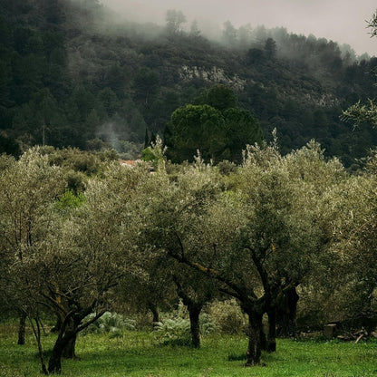Manzanillo Olive Tree | Olea europaea ‘Manzanillo’ - Oldboy&