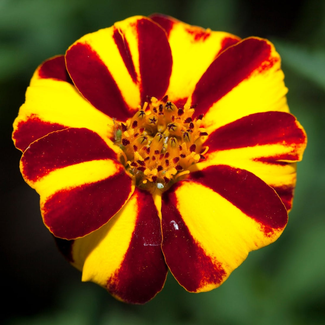 Marigold Court Jester Seeds (Tagetes patula) - Oldboy&