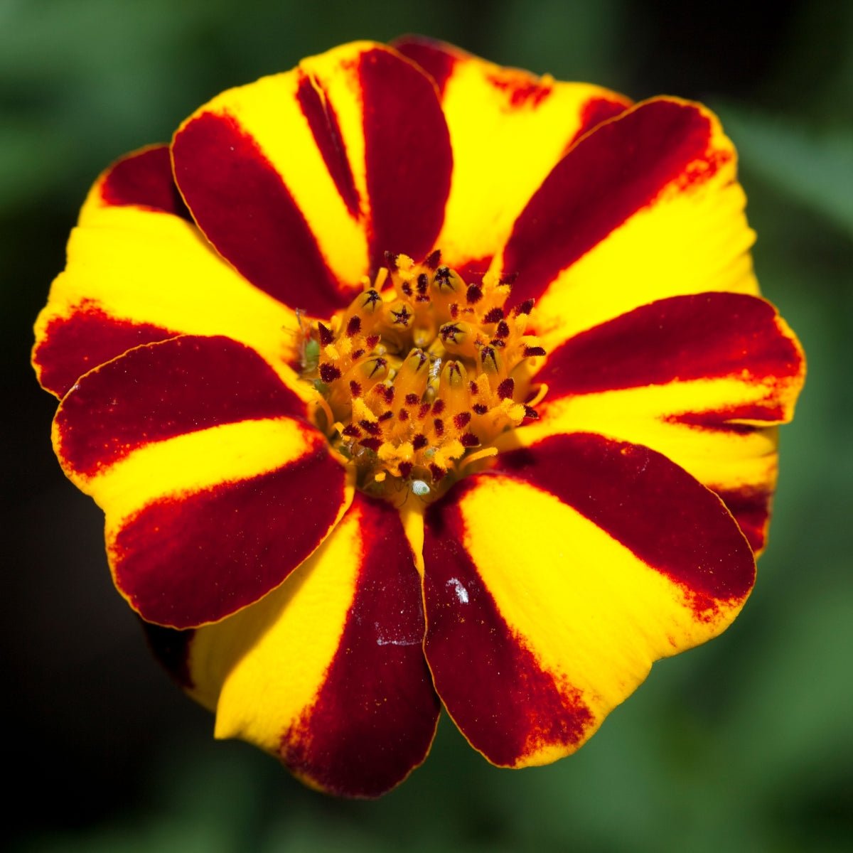 Marigold Court Jester Seeds (Tagetes patula) - Oldboy&