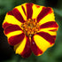 Marigold Court Jester Seeds (Tagetes patula) - Oldboy&
