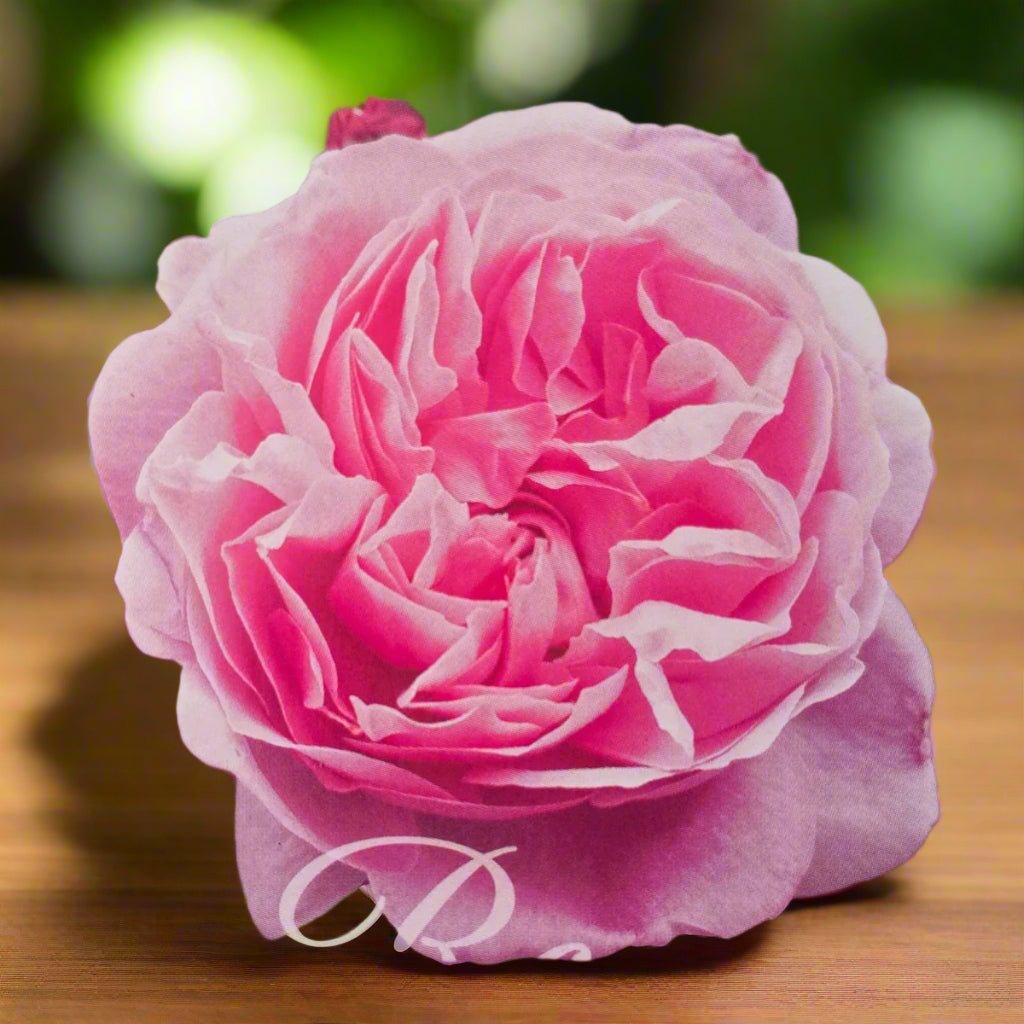 Mary Rose – General – English Shrub Rose by David Austin - Oldboy&